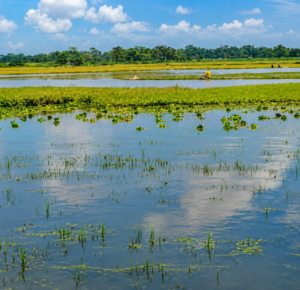 বন্যার গান রচয়িতা গীতিকার চারণ কবি মুকলেছ উদ্দিন